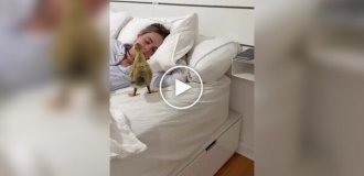 Девушка и ее маленький утенок
