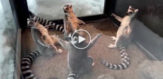 Lemurs repeat famous meme