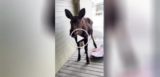 A young moose came to a man's house