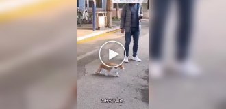 A cat froze on the street