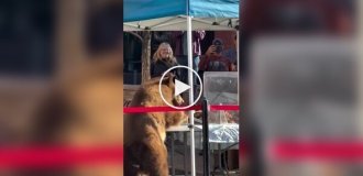 Hungry bear raids farmers' market and grabs a pastry