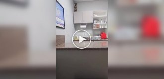 Кошка попыталась спрятаться от врача и хозяйки