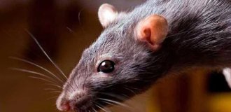 В Британии поймали самую большую за всю историю страны крысу (2 фото)