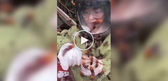 В Японии существует необычная профессия — ловец гигантских азиатских шершней