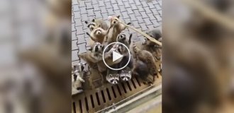 Енот-альбинос забыл дома свои очки