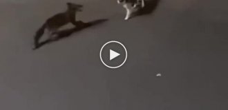 A fighting cat sent a fox away