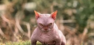 Булли-кэт: порода кошек, вызвавшая скандал (10 фото)