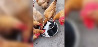 Cat won't let chickens dine in peace