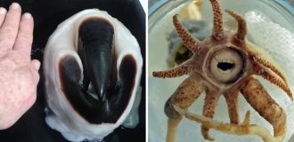 18 фотографий животных с весьма необычными улыбками, которые больше пугают, чем радуют (19 фото)