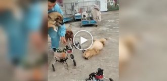 Man makes wheelchairs for paralyzed people dogs