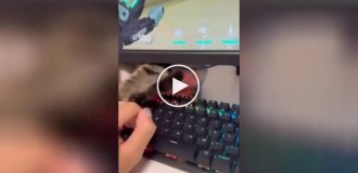 The cat saves the owner from gaming addiction