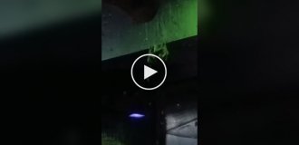 Две летучие мыши решили выяснить отношения