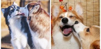 20 dogs that radiate tenderness and love to kiss (21 photos)