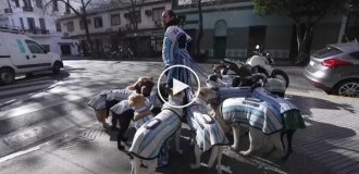 Четвероногие поклонники Месси