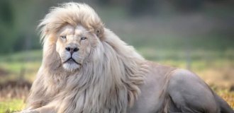 5 facts that change our perception of lions (14 photos)