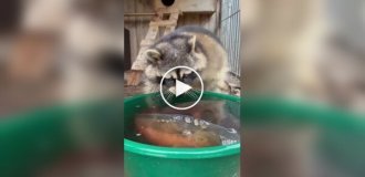 A raccoon and a fish in a basin