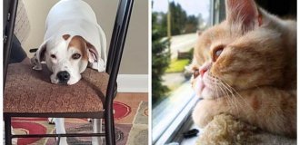 25 pets that suffer from boredom, but look charming (26 photos)