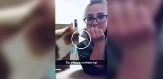 Из жизни рыжих котов