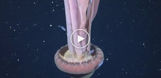 Огромная медуза, которую называют гигамедуза