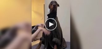 Doberman from China became a model