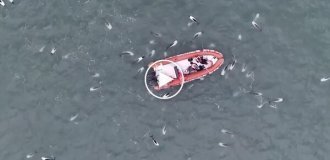 Nature has a good sense of humor: a panda dolphin found swimming upside down in the ocean