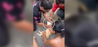 A Thai resident saved a cat after an electric shock