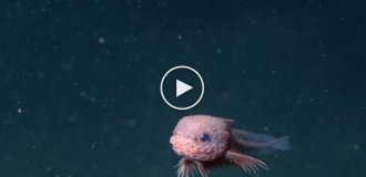 На глубине более 3000 метров под толщей воды найдено мультяшное существо