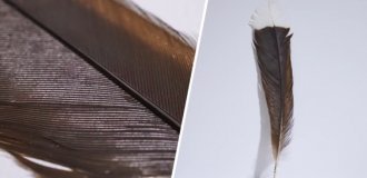 “In excellent condition”: a feather from an extinct bird sold for a record amount (2 photos + 1 video)