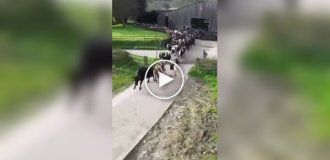 Коровы спешат на пастбище после зимовки