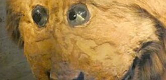 Грипсхольмский лев (3 фото)