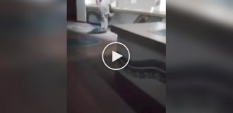 Крокодил посетил ресторан при отеле в Африке