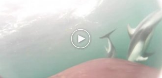 Морские биологи впервые засняли совместную охоту косаток и дельфинов