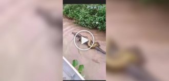 Snake "rode" an alligator and got caught on video