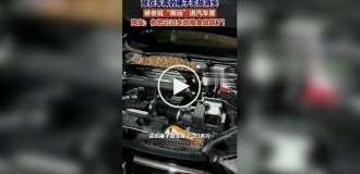 В Китае мужчина нашел под капотом автомобиля 18 кг фундука