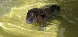 Cuteness of the day: a small hippo is swimming (3 photos)