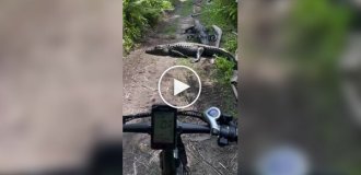 Зустріч велосипедиста з алігаторами