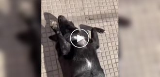 Собака принимает солнечные ванны