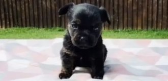 Woman showed what grew out of a "purebred" French bulldog for 700 euros (3 photos)