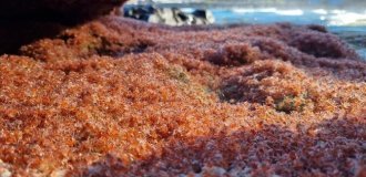 Миллионы детенышей крабов заполонили небольшой остров (4 фото + 1 видео)