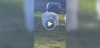 Ангорський гігант - найпухнастіший кролик