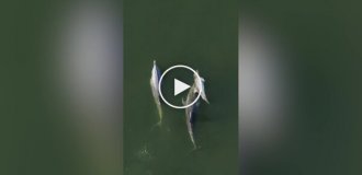Female dolphin unable to part with her dead calf for several days