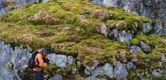 Plants that have never been there have begun to spread across Antarctica (4 photos)