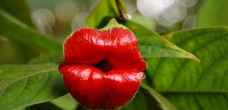 A Joke of Nature—The Amazing "Whore's Lips" Flower (16 photos)