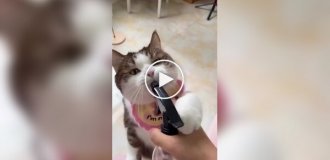 The cat uses a spray bottle as a water bottle