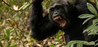 Ученые зафиксировали в Уганде "гражданскую войну" между шимпанзе (3 фото)