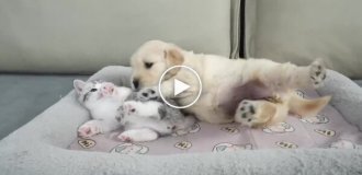 Котенок и щенок