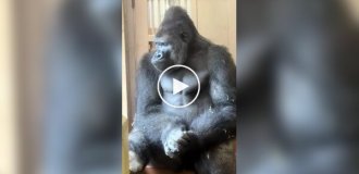 Cамец гориллы погрузился в раздумья
