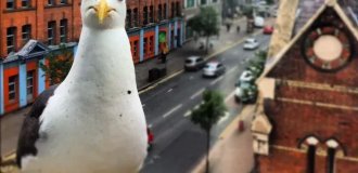 In the UK, the city council lost 460 thousand pounds sterling due to a stubborn seagull (3 photos)