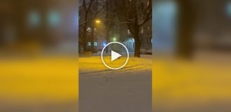 Кошка радуется снегу