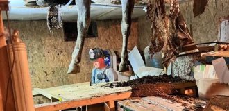 The horse fell through the floor of the stable and got stuck between the floors (5 photos)